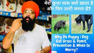 मेरा कुत्ता घास क्यों खाता-Why Do Puppy | Dog Eat Grass \u0026 Vomit, Causes, Prevention \u0026 When to Worry?