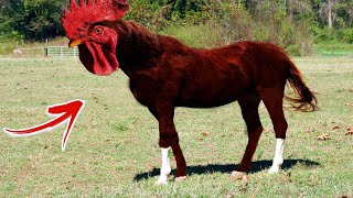 8 ऐसे अजीबोगरीब जानवर जिन्हें देखने के लिए नसीब लगता है | 8 Rarely seen Animals