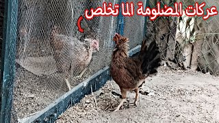 علاج ديدان الافراخ 🐥 كركت المضلومة 🐓