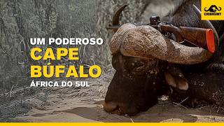 Uma caçada de búfalo africano!