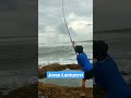 Joran Laut Lentur#shorts #video #joran