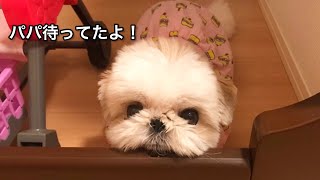 【シーズー×ペキニーズ】パパと感動の再会後、まさかの出来事が・・・(笑)｜犬vlog