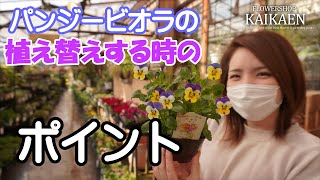 パンジー　ビオラ　植え替えする　ポイント【おうちでガーデニング】開花園チャンネル