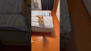 寝る前のやりとり😂#柴犬 #チワワ #shorts