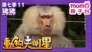 動物大明星 S7：EP 11【狒狒】認識動物｜自然生態｜魚類｜昆蟲｜海洋生物｜哺乳類｜兒童節目｜Animal big star｜第七季 第11集【親子台｜官方HD】momokids