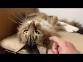 飼い主を待ち続けたニーニーちゃん預かりさん宅に移動【rescued cat】