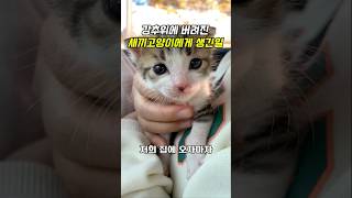 강추위에 버려진 새끼고양이에게 생긴일 #cat #고양이