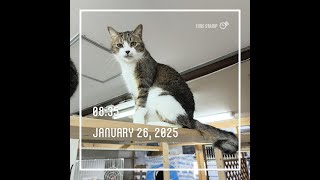 1/26ねこのあさごはん🐈今日のサムネはメイ