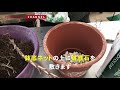 【ガーデニング】棕櫚竹を同じ鉢に植え替える