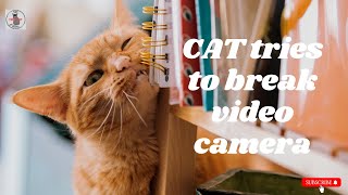 Funny cat 😹 OMG 😱Cat Try To Crash Video Camera 😂