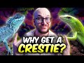 DO NOT Get a Crested Gecko! Get THESE 3 Lizards Instead!