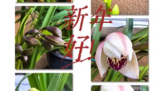 大花蕙兰长花苞时需要注意的事项2025年1月1日