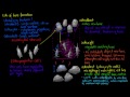 cells of bone formation