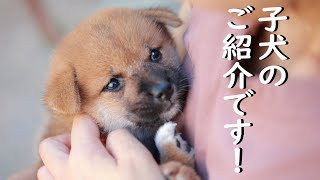 ［柴犬専門店　柴屋］柴犬 　子犬のご紹介です！山口県山口市大内