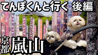 【夢のコラボ】シーズー犬てんぽくんと京都嵐山でお散歩デートしてみた！（後編）