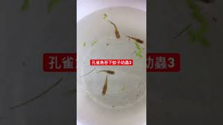 證實養魚防蚊