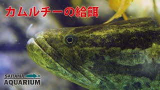 カムルチーの給餌