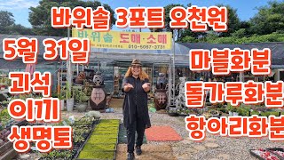 #바위솔 3포트 오천원 #마블화분 #항아리뚜껑화분 #부석돌화분 #돌화분 #생명토 #괴석 우물정진주바위솔