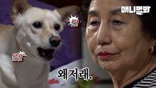 이름은 행복이인데 행복하지 않은 강아지 행복이ㅣRescued a Dog From a Slaughter House Waiting to Die