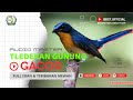 MASTERAN BURUNG TLEDEKAN GUNUNG GACOR FULL ISIAN & TEMBAKAN MEWAH || 100% AMPUH BUAT PANCING EMOSI