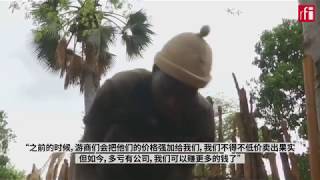 千年猴面包树批量死亡 研究直指气候变化