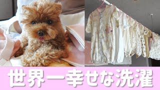 【出産準備】愛犬と世界一幸せな洗濯をしました【トイプードル】【水通し】