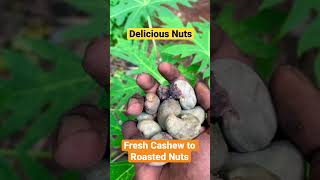 Cashew Nuts Roasting from Fresh Nuts | Cashewnuts Making