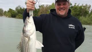 Striped bass fishing with JD Richey on the Yuba and Feather rivers.