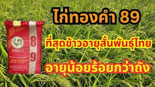 ไก่ทองคำ 89 ที่สุดข้าวอายุสั้น พันธุ์ไทย อายุน้อย ร้อยกว่าถัง