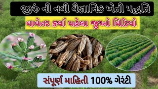 જીરા ની વૈજ્ઞાનિક kheti પદ્ધતિ | જીરું ની ખેતી,જીરાના વાવેતર ની સંપૂર્ણ માહિતી,Jira ni આધુનિક ખેતી