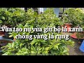 Làm gì để vừa tạo nụ vừa giữ bộ lá xanh chống vàng rụng // 17-9 âm lịch