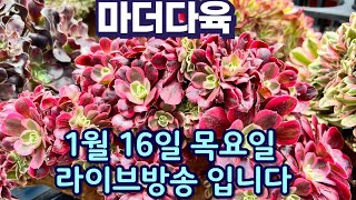 마더다육 25년 1월 16일 라이브 방송 입니다