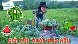 Điệp Vụ Giải Cứu Dưa Hấu Tại Vườn Của Thơ Ngáo Ngơ