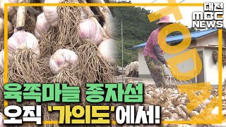 '육쪽마늘 우수성' 지켜요..종자섬 가의도/대전MBC