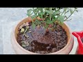 what are the reasons for chamanthi plant to die how to grow chamanthi plant in telugu chrysanthemum flower