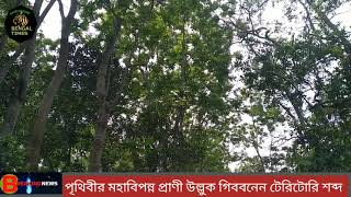 উল্লুক গিববন।  Ullok Gibbon