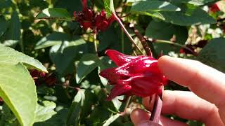 Hibiscus Sabdariffa aka Roselle