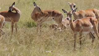 Nat geo wild Wildlife Africa