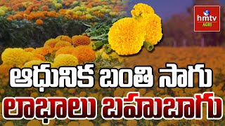 ఆధునిక బంతి సాగు లాభాలు బహుబాగు | Nela Talli | hmtv Agri