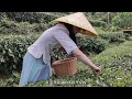 茶喝多了，但你可能不知道茶叶是怎么采摘下来的 tea plucking