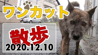 【葛飾区中川】犬の散歩ワンカット撮り(20201210)