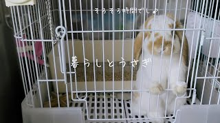 vlog暮らしとうさぎ｜自動餌やり器に飛んでいくうさぎ｜ロップイヤーのおもちちゃんの日常｜恵方巻き作り｜Japanese sushi rolls