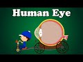 Human Eye | #aumsum #kids #science #education #children