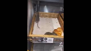 ￼Sainsbury’s there’s a Rat in ￼kitchen