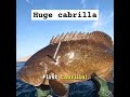 i catched a huge cabrilla that s a monster fish😨 fishing fish spearfishing shorts