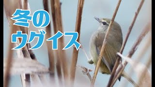 冬のウグイス　ウグイスの地鳴き