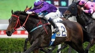 2012/13 (191) - Happy Era (歡樂時光) - 韋達 (3戰3勝)