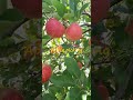 apple picking at Apple Orchards Farm