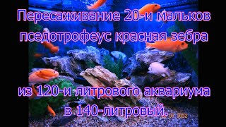 Пересаживание 20-и мальков псевдотрофеус красная зебра в 140-а литровый аквариум.