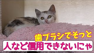 子猫保護　警戒心たっぷり子猫ちゃん 「人馴れ修行」2日目